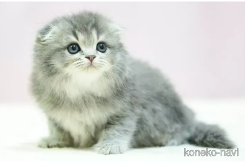 成約済の埼玉県のスコティッシュフォールド(折れ耳)-96909の2枚目